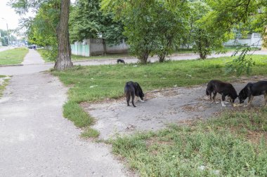 Yiyecek arayan sokak köpekleri