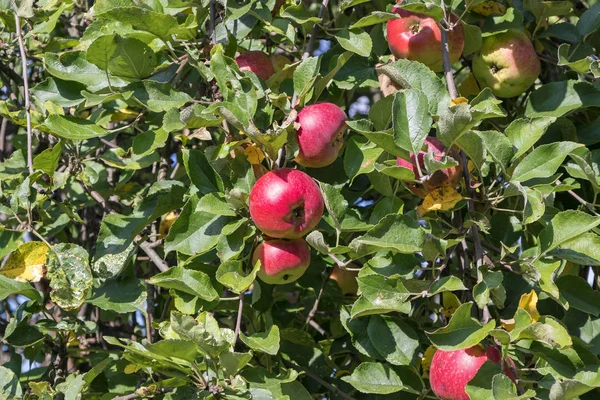 Harvest apple fruit on a tree