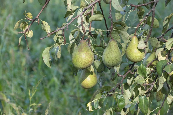 Harvest ripe tasty pears on a tree in the garden