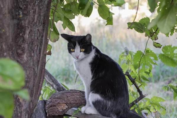 Ağacın altında bir kedi avını bekliyor.