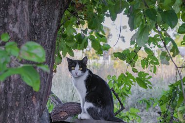 Ağacın altında bir kedi avını bekliyor.