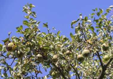 Bahçede bir ağaç üzerinde Hasat olgun lezzetli armut
