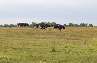 Bir sürüsi akşam ları tarlanın karşısındaki çiftliğe geri dönüyor.