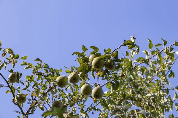 Harvest ripe tasty pears on a tree in the garden