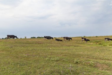 Bir sürüsi akşam ları tarlanın karşısındaki çiftliğe geri dönüyor.