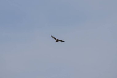 Avcı arayan uçan Hawk çakır kuşu