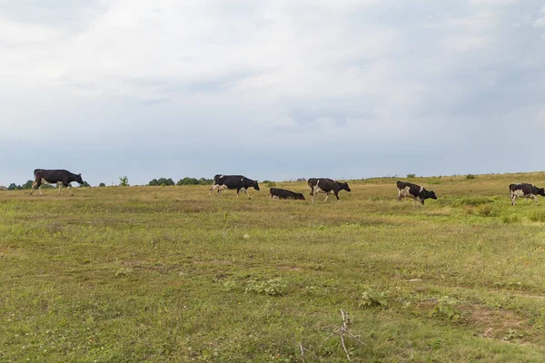 A herd of cows returns in the evening to the farm, across the field — Stock Photo, Image