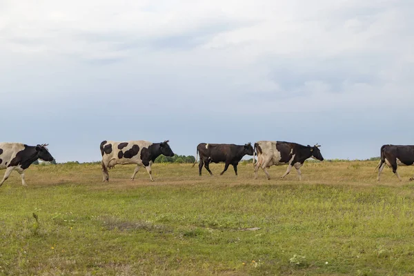 Вечером стадо коров возвращается на ферму, через поле — стоковое фото