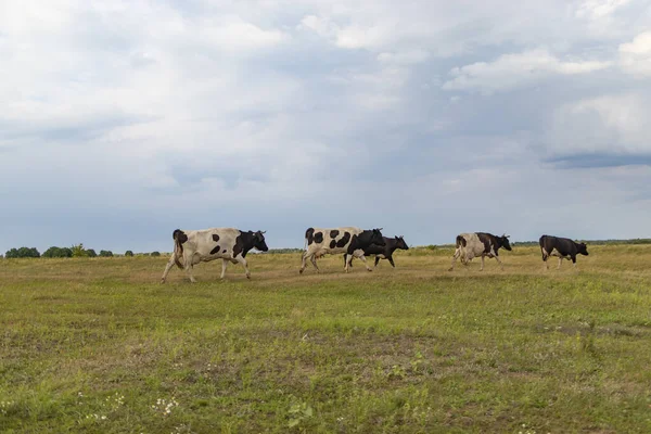 牛の群れは夕方に農場に戻り、畑を横切って — ストック写真