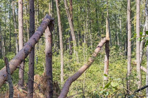 숲에서 허리케인이 나무를 쓰러뜨리고 쓰러졌습니다. — 스톡 사진