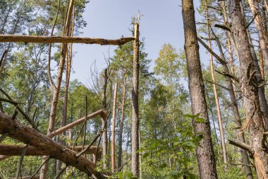 Ormanda bir kasırga ağaçları vurdu ve onlar düştü