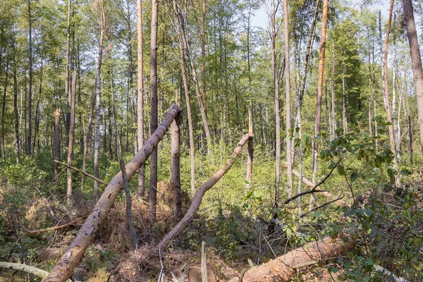 Ένας τυφώνας στο δάσος έριξε κάτω τα δέντρα και έπεσαν — Φωτογραφία Αρχείου