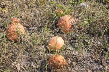 Sonbahar tatili Şükran Günü 'nde kabak hasadı.