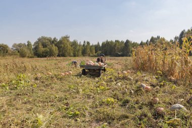 Yaşlı bir adam Şükran Günü sonbahar festivalinde balkabağı hasadı toplayıp yüklüyor.