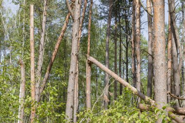 Ormanda bir kasırga ağaçları vurdu ve onlar düştü