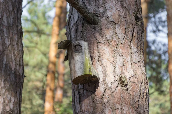 Antigua pajarera en un árbol para pájaros del bosque en el bosque —  Fotos de Stock