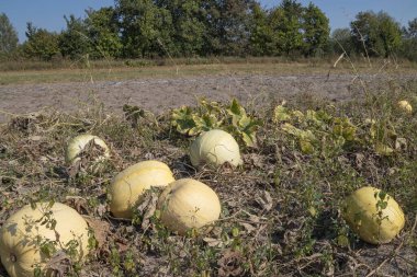 Sonbahar tatili Şükran Günü 'nde kabak hasadı.