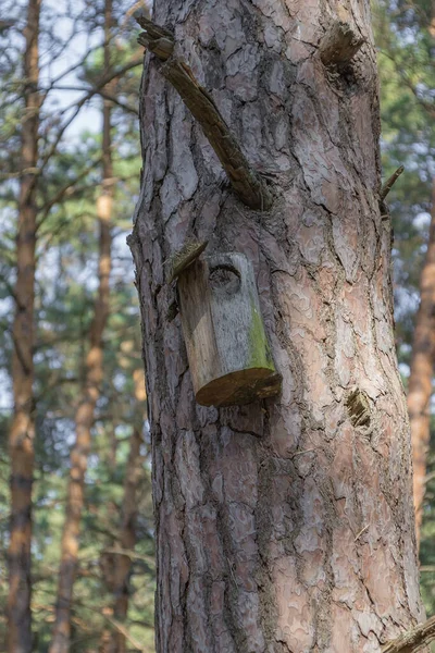 Antigua pajarera en un árbol para pájaros del bosque en el bosque —  Fotos de Stock