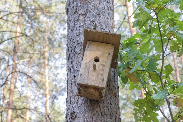 Ormandaki orman kuşları için ağaçtaki yeni ahşap kuş yuvası — Stok fotoğraf