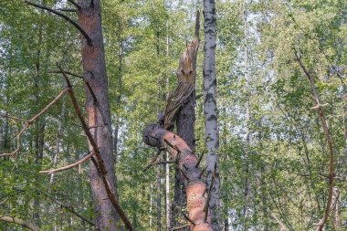 Ormanda bir kasırga ağaçları vurdu ve onlar düştü