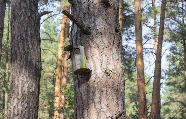 숲 속의 새들을 위한 나무 위에 있는 오래 된 새 집 — 스톡 사진