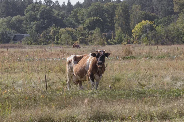 Une vache broute dans la prairie — Photo