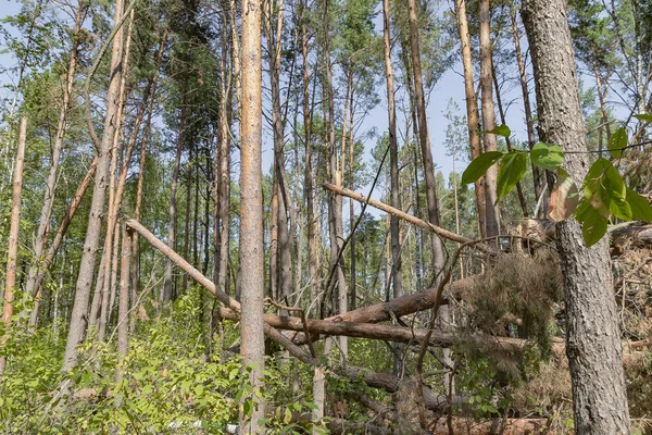 숲에서 허리케인이 나무를 쓰러뜨리고 쓰러졌습니다. — 스톡 사진