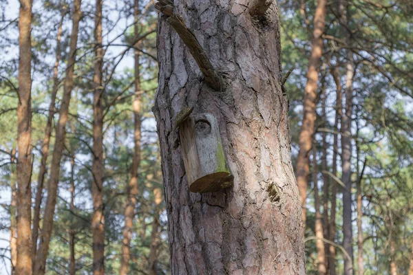 Antigua pajarera en un árbol para pájaros del bosque en el bosque —  Fotos de Stock
