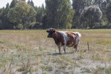 Bir inek çayırda otluyor.