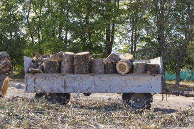 Traktör ve yükleyiciyle düşen ağaç kaldırılıyor