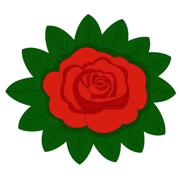 つぼみローズ 赤と緑の葉 白い背景に分離 — ストックベクタ