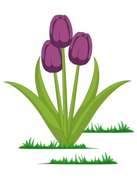 Vektor Bunga Tulip Terisolasi - Stok Vektor