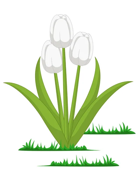 Vektor Bunga Tulip Terisolasi - Stok Vektor