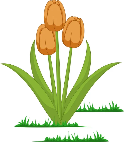 Vektor Bunga Tulip Terisolasi - Stok Vektor