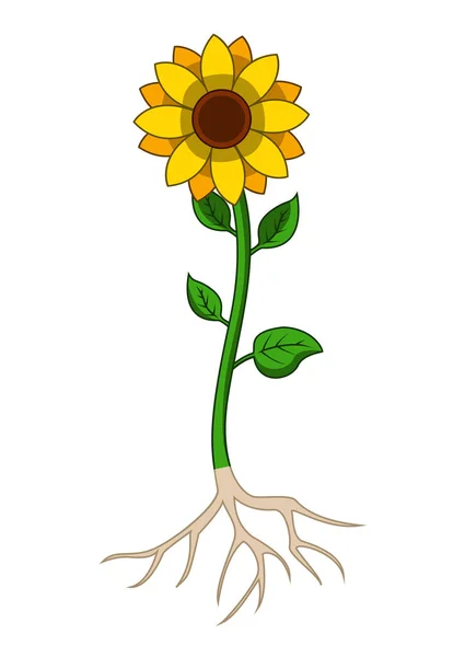 Illustration Des Sonnenblumenbaums Mit Wurzelsystem — Stockvektor