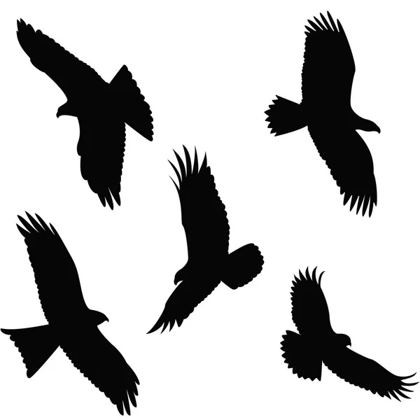 老鹰飞行剪影在白色背景 — 图库矢量图片