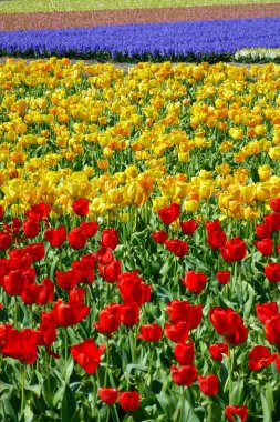 Kırmızı ve sarı, ilkbaharda, Lisse, Zuid-Holland yakınındaki Hollanda ile Tulipfield.