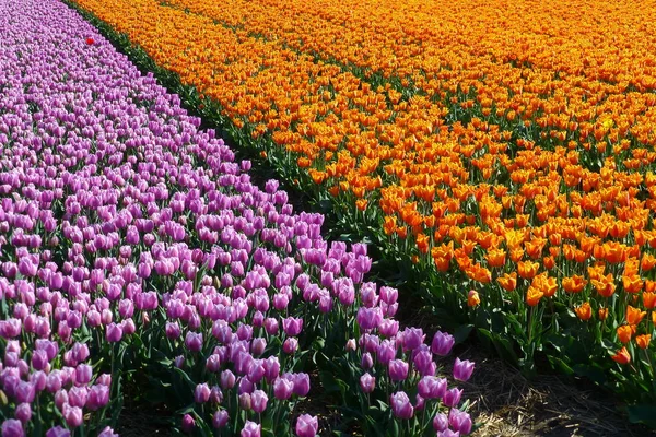 Tulipfield Avec Des Tulipes Rouges Jaunes Narcissen Jaune Extrémité Pourpre — Photo