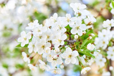 Baharda çiçekler ve ağaçlar