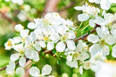 Baharda çiçekler ve ağaçlar