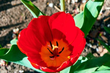 Baharda çiçekler ve ağaçlar