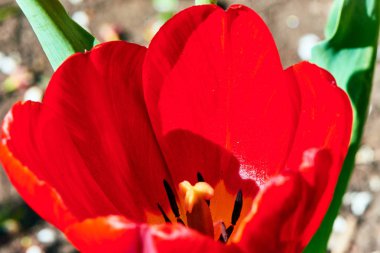 Baharda çiçekler ve ağaçlar