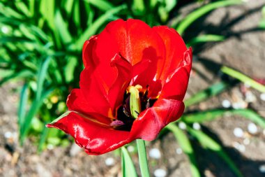 Baharda çiçekler ve ağaçlar