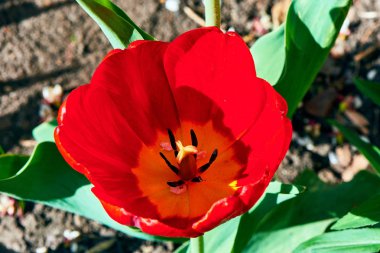 Baharda çiçekler ve ağaçlar