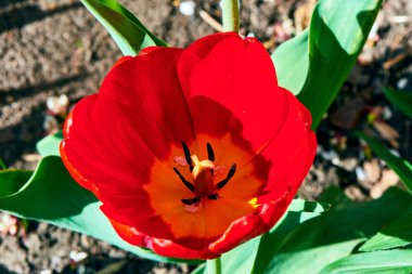 Baharda çiçekler ve ağaçlar