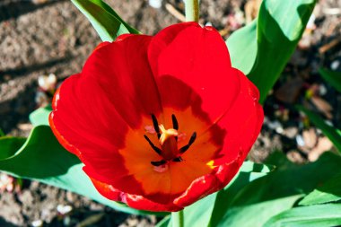 Baharda çiçekler ve ağaçlar