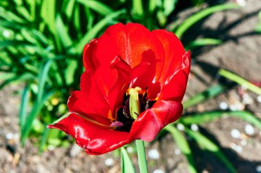 Baharda çiçekler ve ağaçlar