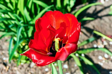 Baharda çiçekler ve ağaçlar