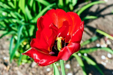 Baharda çiçekler ve ağaçlar