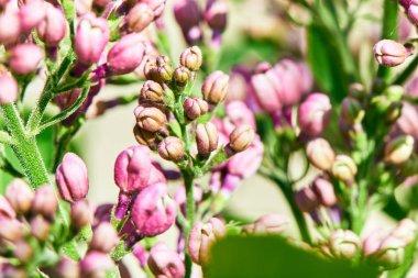 Baharda çiçekler ve ağaçlar